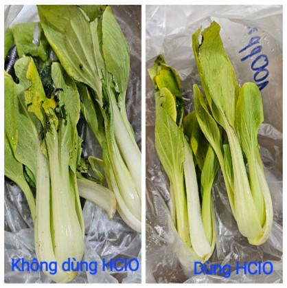 Sau 14 ngày bảo quản cải thìa bằng cách ngâm rửa khử khuẩn với dung dịch HClO 100ppm