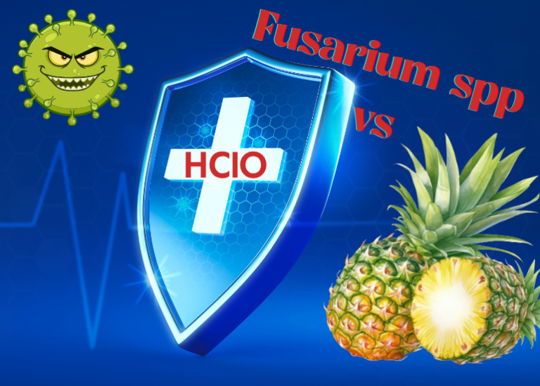 HClO bảo vệ dứa khỏi Fusarium